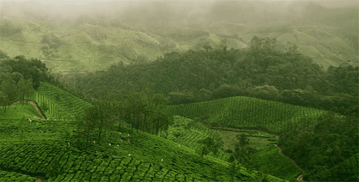 大米啤酒包裝設(shè)計參考(圖3)