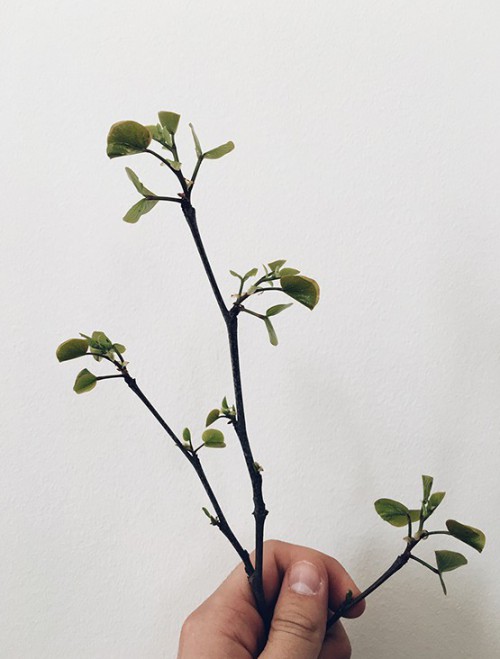 哈爾濱紅腸包裝設(shè)計(jì)參考(圖4)