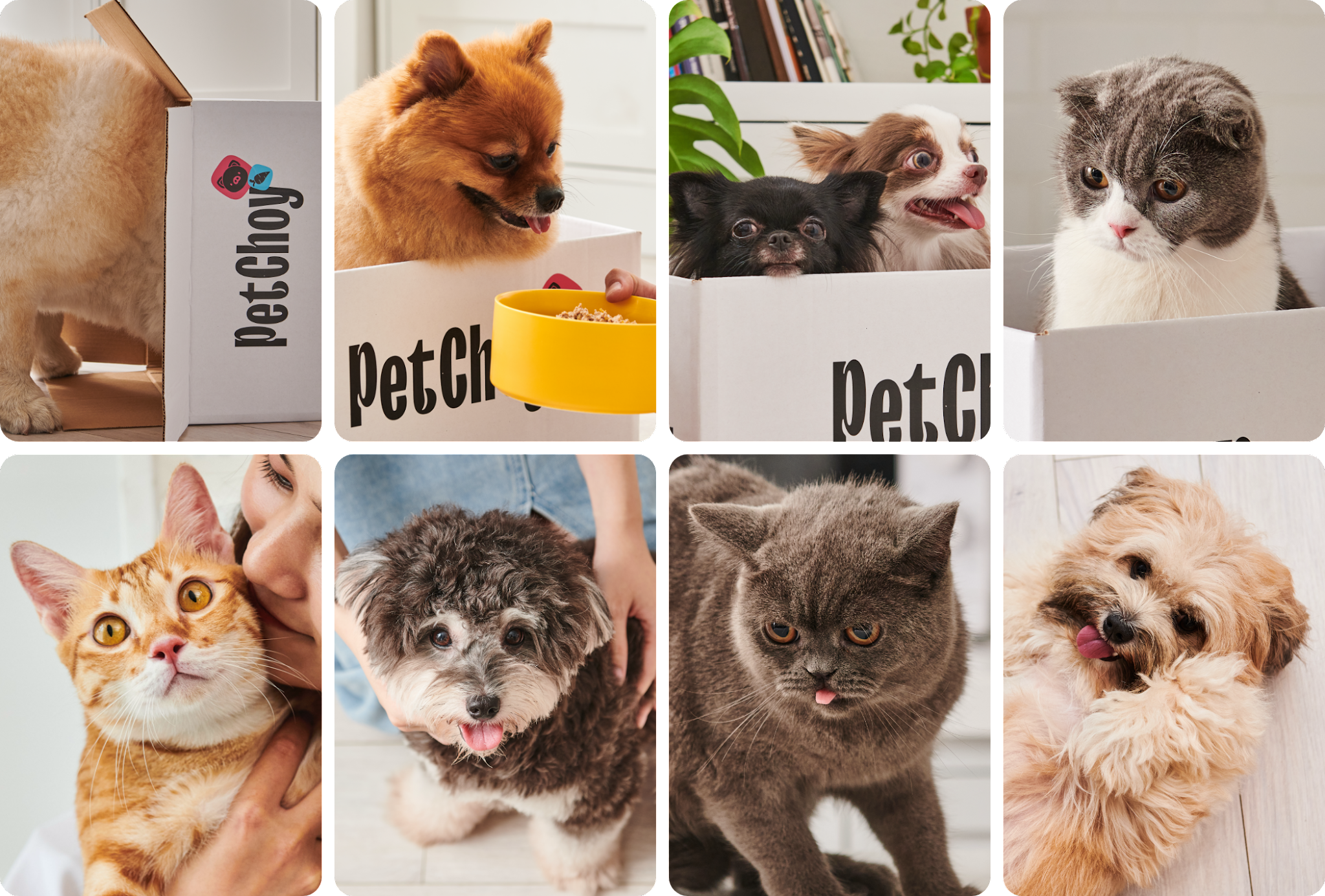 寵物包裝設(shè)計(jì)欣賞食品狗糧包裝設(shè)計(jì)欣賞貓糧包裝設(shè)計(jì)欣賞包裝設(shè)計(jì)全套(圖23) 寵物包裝設(shè)計(jì)欣賞食品狗糧包裝設(shè)計(jì)欣賞貓糧包裝設(shè)計(jì)欣賞包裝設(shè)計(jì)全套(圖23)