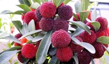 昆明特產(chǎn)楊梅包裝設計要注意什么(圖1)